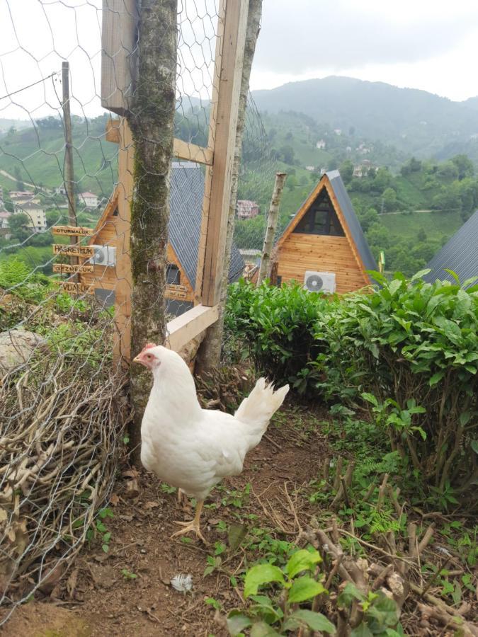 Hotel Omra Bungalov Pazar Zewnętrze zdjęcie